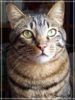 Portrait of a cat