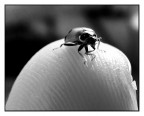 COCCINELLA