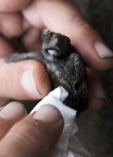 caretta caretta