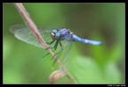 Blue Dragon