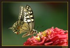 Farfalla