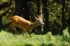 capriolo in corsa
