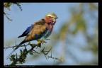 Tanzania: Ghiandaia marina pettolilla 2