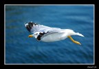 VOLO grande