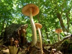 Il bosco degli elfi
