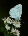 Licenide