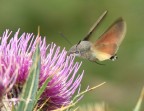 Insetto colibr (Macroglossum stellatarum)