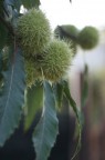 Castagne