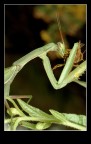 Mantide religiosa
