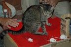 Un gatto e tre topini bianchi che cercano inutilmente la fuga... il loro padrone li riporter sempre e comunque verso il nemico!!
