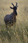 Tanzania: Topi