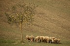 la prima che cade tocca a me...