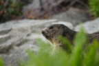 La marmotta che se ne sta nascosta, sicura di non essere vista