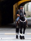 un bel cavallo!