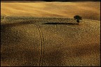 monoalbero
