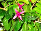 Canon A60