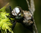 Libellula e rugiada