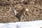 Capriolo