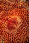 Linee3-(Sabella spallanzani)