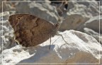 Butterfly#1