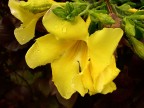 Da un neofita con Coolpix 4300