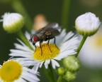The Fly
