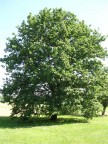 non chiedetemi che albero , la mia cultura botanica  praticamente 0