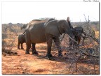 Kenia - Perco Nazionale dello Tzavo. Qui siamo riusciti ad avvicinarsi parecchio. Giusto il tempo dello scatto.