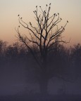 Albero dei morti
