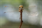 dragonfly#1