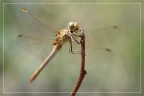 dragonfly#3