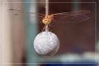 dragonfly#5