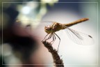 dragonfly#6