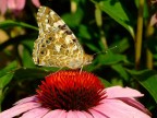 farfalle 2