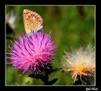 Lycaenidae