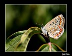Lycaenidae