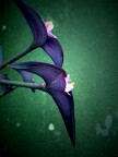 Hammering Flowers