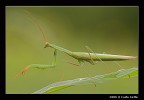 Mantide Religiosa