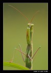 Mantide Religiosa