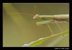 Mantide Religiosa