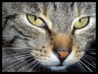 cat's eyes#2