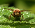 The Fly-02