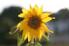Girasole