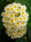 Fiori bianchi
