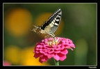 farfalla