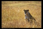 Tanzania: leonessa