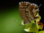 Prima Farfalla