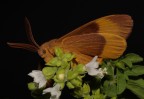 Lasiocampa quercus