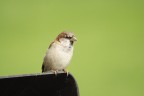 Passero