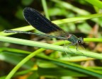 libellula libellula